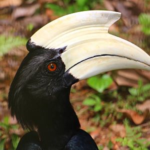 Black Hornbill