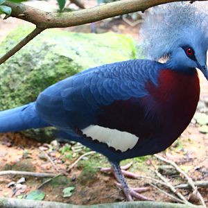 Scheepmaker's or Sclater's?