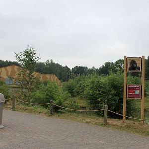 Out-door enclosure Western lowland gorilla