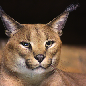 Jul. 2016 - The Fragile Desert - Caracal