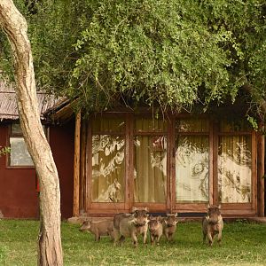 Warthogs at Bishangari