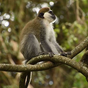 Grivet monkey