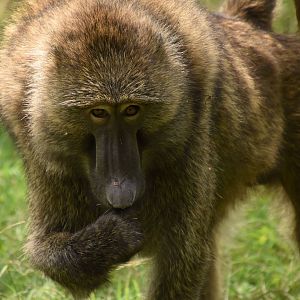 Olive baboon