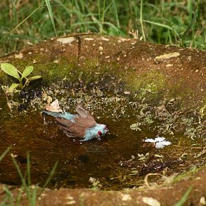 Red-cheeked cordonbleu
