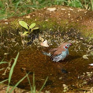 Red-cheeked cordonbleu