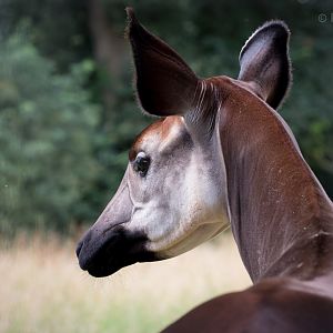 Okapi : Marwell : 29 Jul 2016