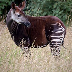 Okapi : Marwell : 29 Jul 2016