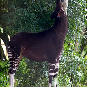 Okapi : Marwell : 29 Jul 2016