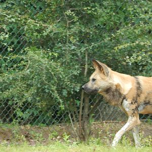 African Wild Dog