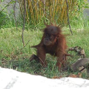 Baby Sumatran Orangutan