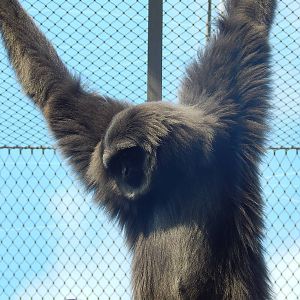 Silvery Gibbon