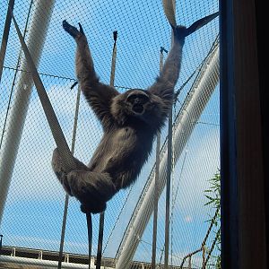 Silvery Gibbon