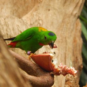 Blue-crowned Hanging Parrot