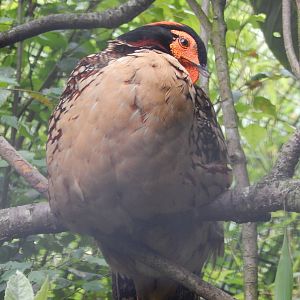 Cabot's Tragopan