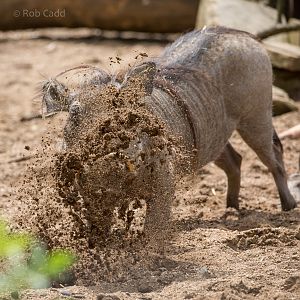 Common warthog : Marwell : 29 Jul 2016