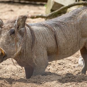 Common warthog : Marwell : 29 Jul 2016