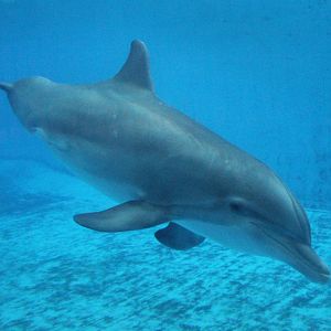 Jul. 2016 - Seven Seas - Bottlenose Dolphin