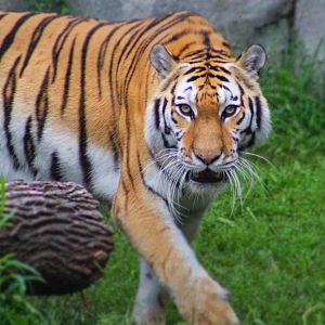 Jul. 2016 - Fragile Forest - Amur Tiger