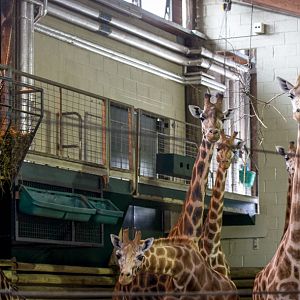 Giraffe : Marwell : 29 Jul 2016