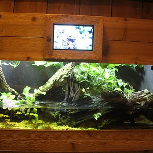 Jul. 2016  Clouded Leopard Rain Forest - Mossy Frog Exhibit