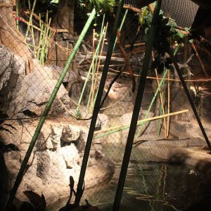 Jul. 2016  Clouded Leopard Rain Forest - Clouded Leopard Exhibit