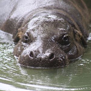 Jul. 2016 - Pachyderms - Pygmy Hippopotamus