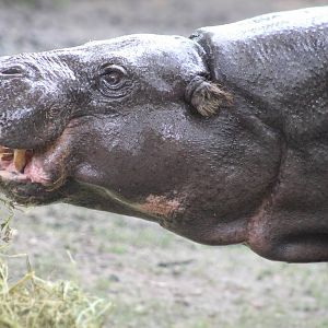 Jul. 2016 - Pachyderms - Pygmy Hippopotamus