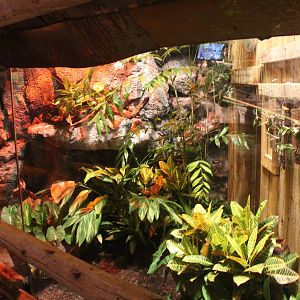 Jul. 2016 - Clouded Leopard Rain Forest - Future Monitor Exhibit