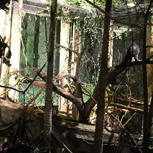 Jul. 2016 - Clouded Leopard Rain Forest - Bearcat Exhibit