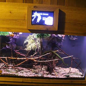 Jul. 2016 - Clouded Leopard Rain Forest - Tentacled Snake Exhibit