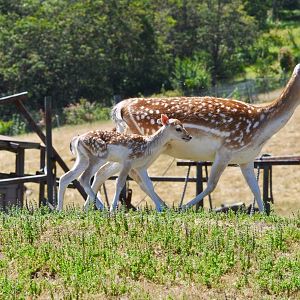 Fallow Deer