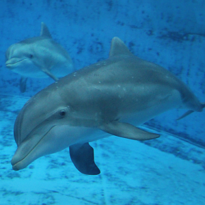 Jul. 2016 - Seven Seas - Maxine and Allie