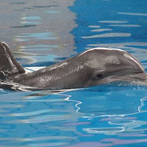 Jul. 2016 - Seven Seas