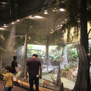 Jul. 2016 - The Swamp - Snowy Egret, Brazilian Teal, and Boat-billed Heron