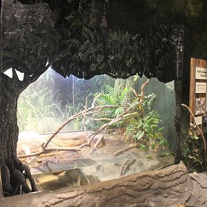 Jul. 2016 - The Swamp - Mata Mata + Amazon Milk Frog Exhibit