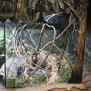 Jul. 2016 - The Swamp - Rough Green Snake Exhibit