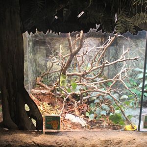 Jul. 2016 - The Swamp - Eyelash Viper Exhibit