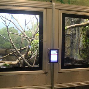 Jul. 2016 - Reptiles and Birds - Caiman Lizard Exhibit