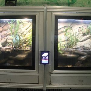 Jul. 2016 - Reptiles and Birds - Hellbender Exhibits