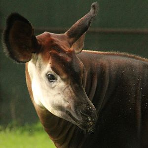 Jul. 2016 - Habitat Africa! Hidden Gems of the Forest: Okapi