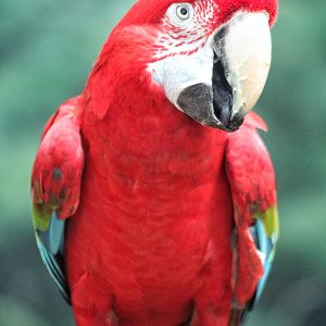 Jul. 2016 - Reptiles and Birds - Green-winged Macaw