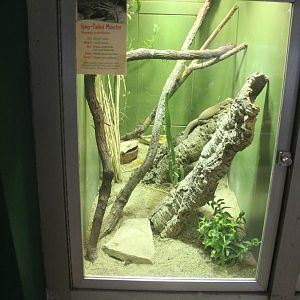 Jul. 2016 - Reptiles and Birds - Spiny-tailed Monitor Exhibit