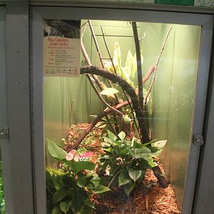Jul. 2016 - Reptiles and Birds - New Caledonia Giant Gecko Exhibit