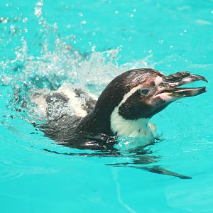 Jul. 2016 - The Living Coast - Humboldt Penguin