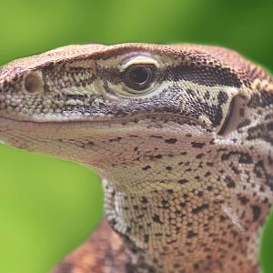 Jul. 2016 - Reptiles and Birds - Argus Monitor