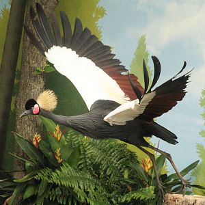 Jul. 2016 - Festival of Flight - Black Crowned Crane