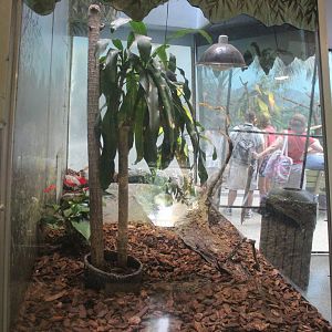 Jul. 2016 - Reptiles and Birds - Black and White Tegu Exhibit