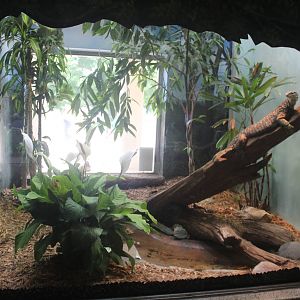 Jul. 2016 - Reptiles and Birds - Argus Monitor Exhibit