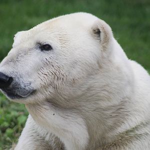 Jul. 2016 - Great Bear Wilderness