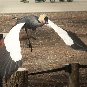 Jul. 2016 - Festival of Flight - Black Crowned Crane